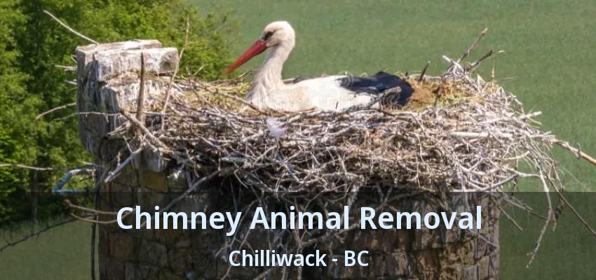 Chimney Animal Removal Chilliwack - BC